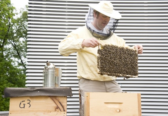 Bienenstände auf dem Dach des Hauses der Architektur.