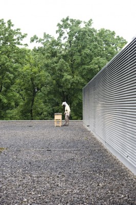 Imker Jürgen Dyckerhoff bei seiner Arbeit auf dem Dach des Hauses der Architektur.