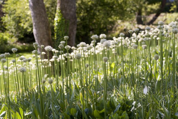 Haus S Gräsergarten