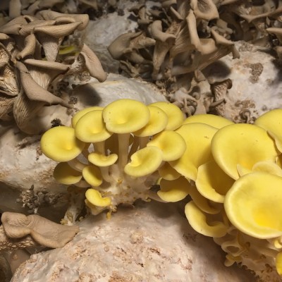 Hier haben echte Pilze gepunktet. © Jan Reuter