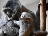 BILD:   		Neubau Münchner Tierparkschule        