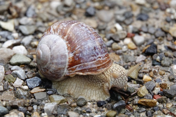 Natürliches Gehirndoping