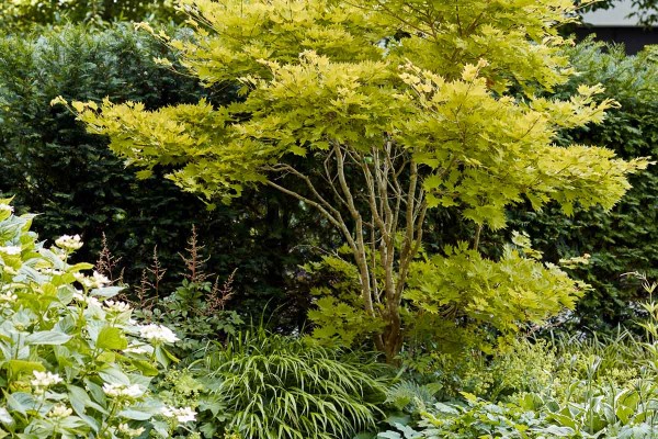 Der Japanische Gold-Ahorn hat seinen großen Auftritt vor dem dunklen Grün der Eiben-Hecke.