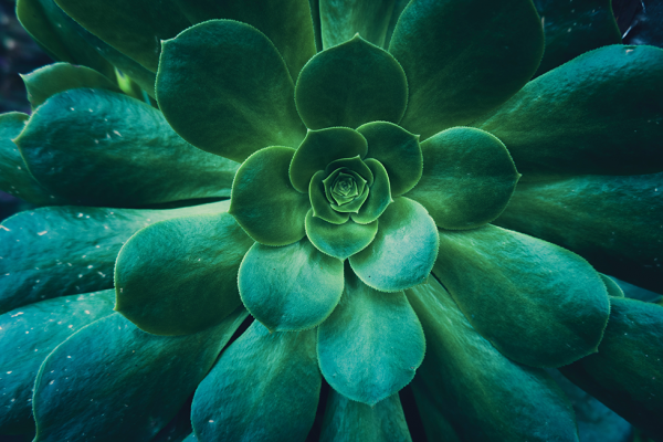 © Unsplash/Ronit Shaked