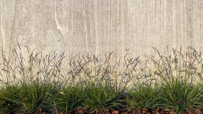 Herbstkopfgras blüht vor Sichtbeton