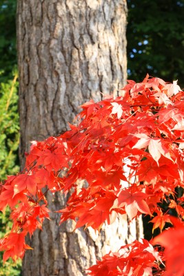 Herbstfärbung des Zier-Ahorns