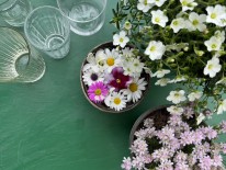 Lana Gärtnerei Galanthus_7648