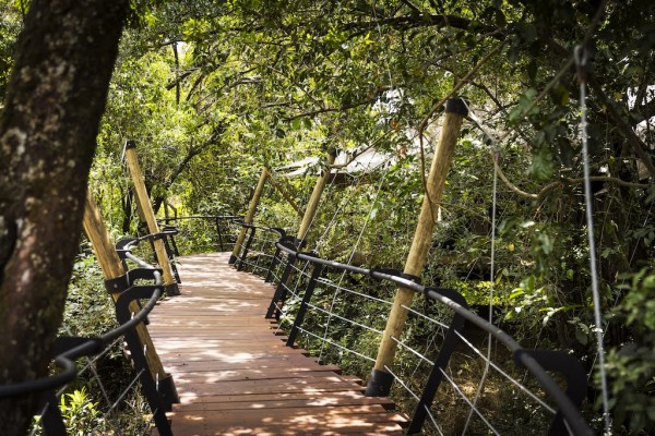 In den Baumwipfeln über dem Busch