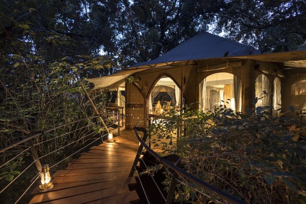 In den Baumwipfeln über dem Busch